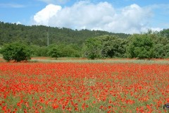 Primavera Venta Gaeta